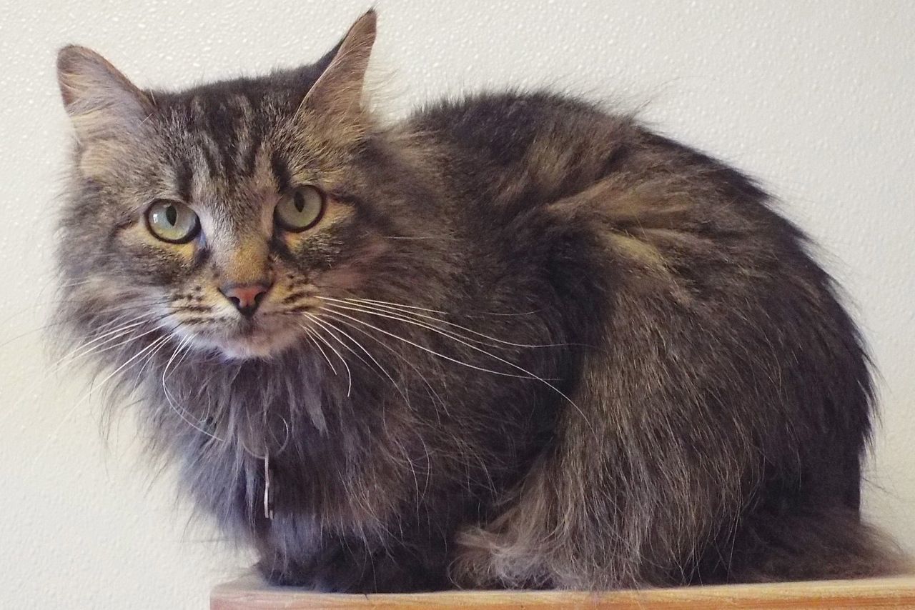 Adopt a friend: Dilly